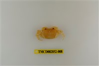 藏品(扁足澤蟹)的圖片